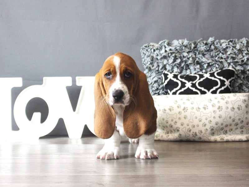 Basset Hound