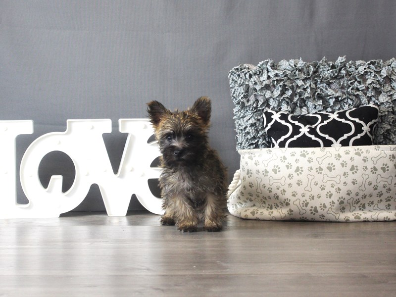 Cairn Terrier