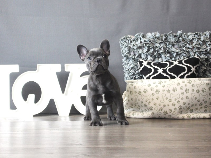 French Bulldog