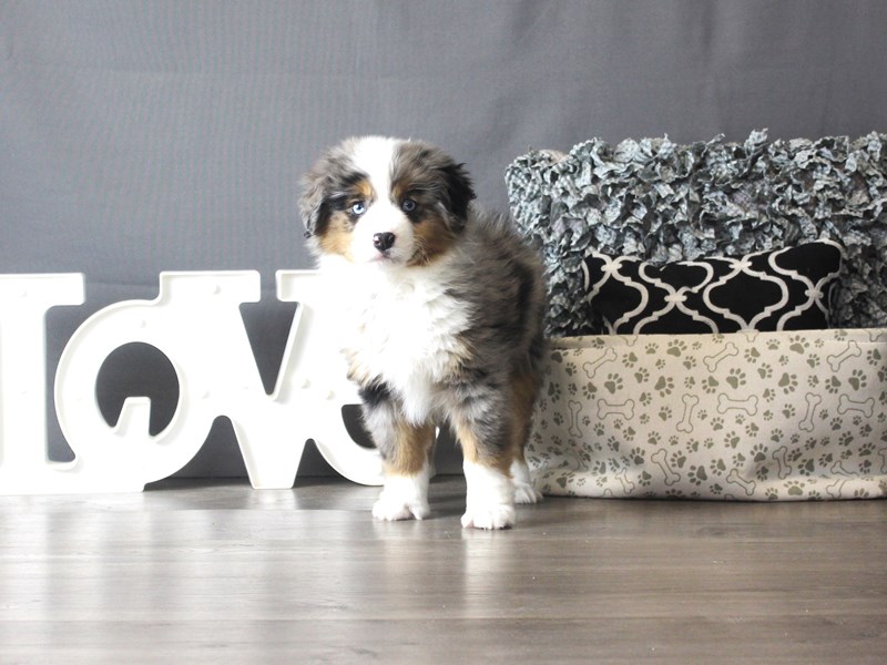 Miniature Australian Shepherd