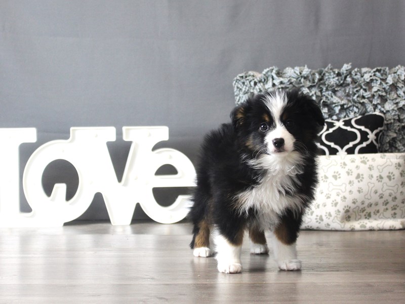 Miniature Australian Shepherd