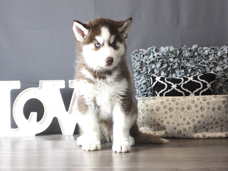 Siberian Husky