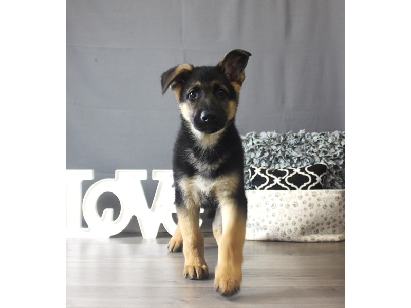 German Shepherd Dog