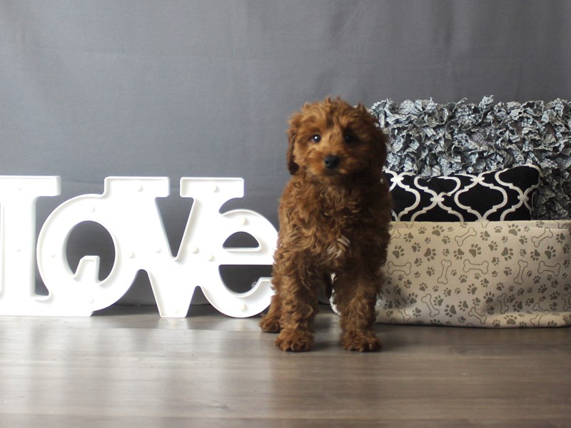 Goldendoodle Mini 2nd Gen