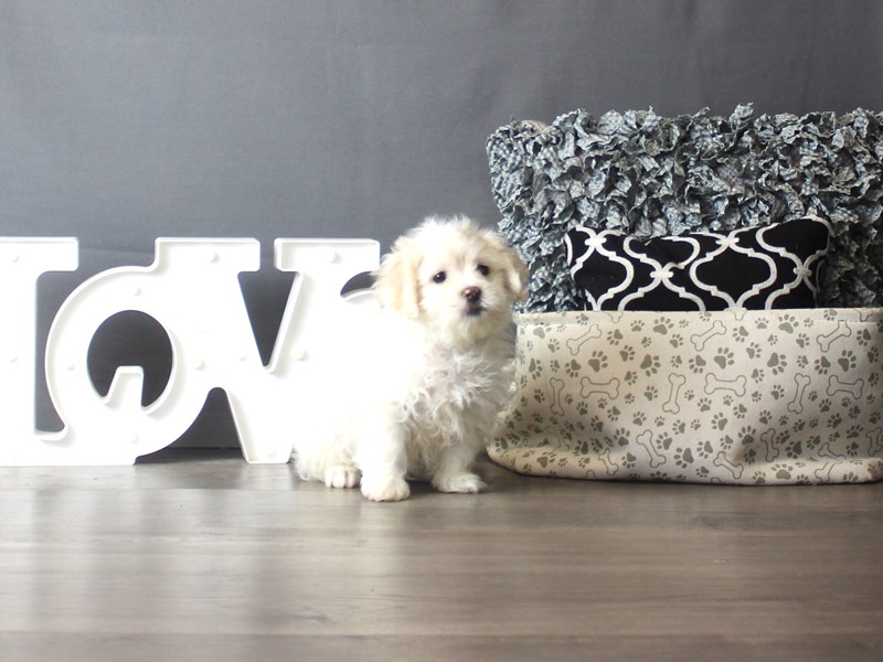 Maltese