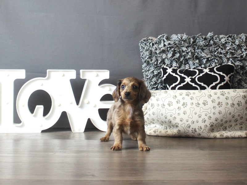 Dachshund
