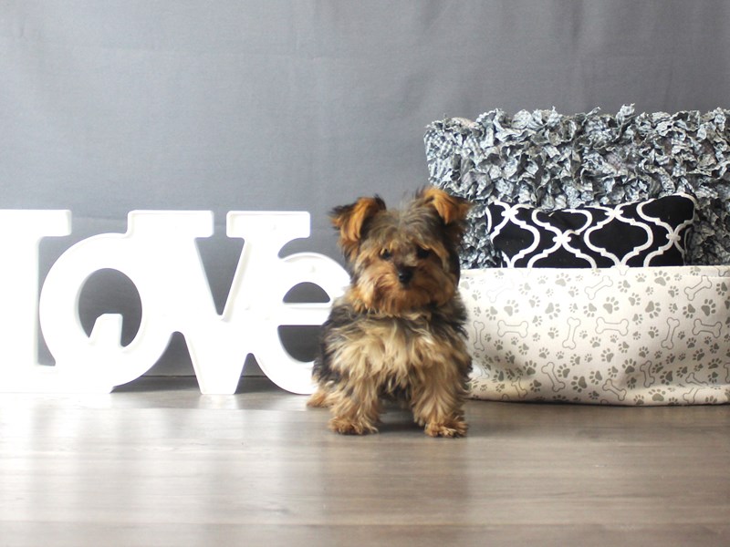 Yorkshire Terrier
