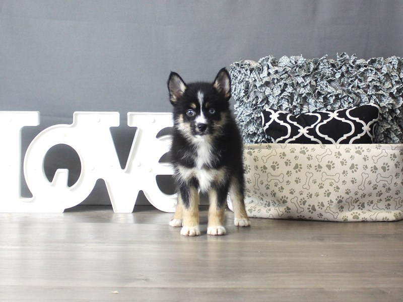 Pomsky