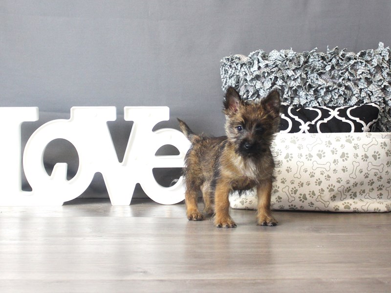 Cairn Terrier