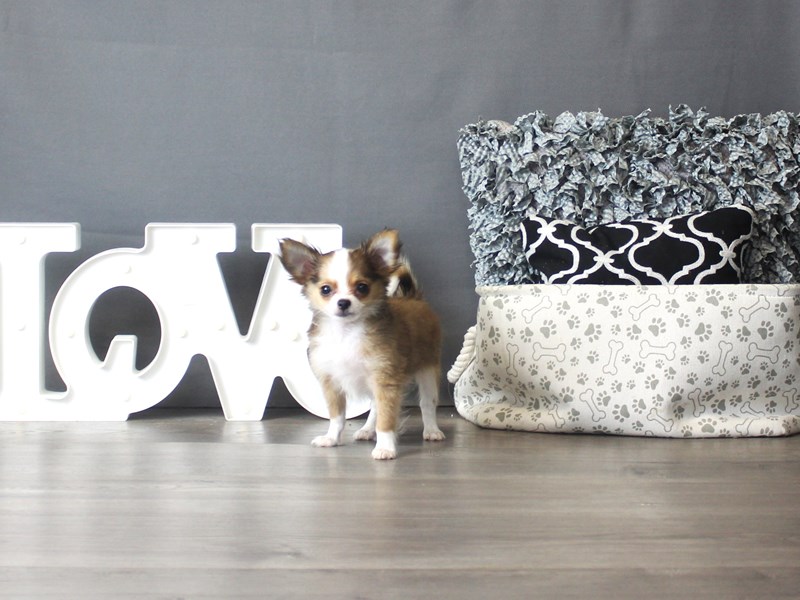 Chihuahua