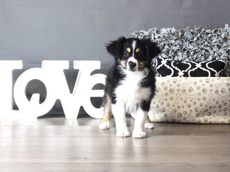 Miniature Australian Shepherd