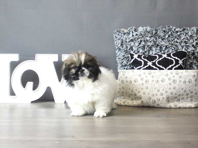 Pekingese