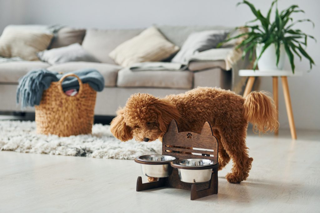 Health extension dog food petland hotsell
