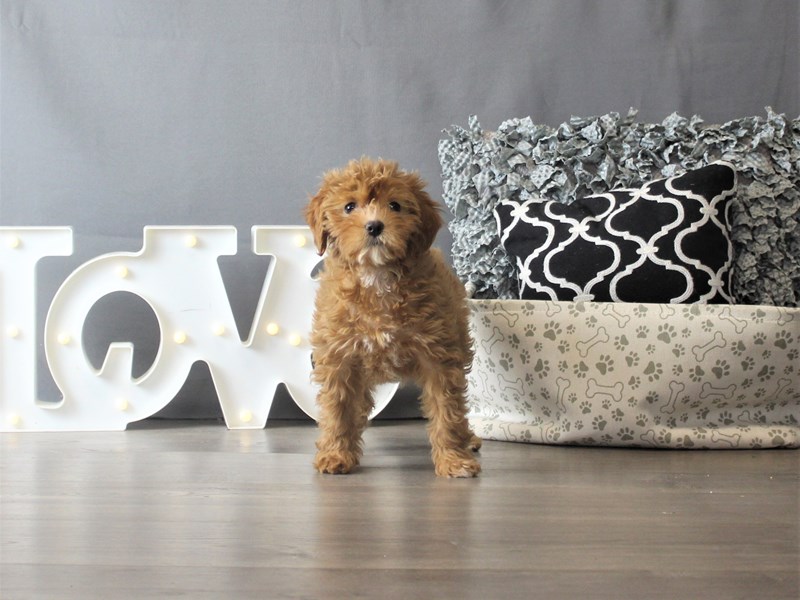 Cavapoo
