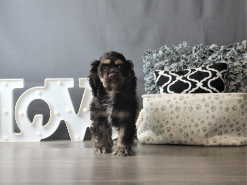 Cocker Spaniel