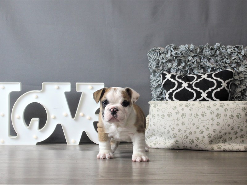 English Bulldog