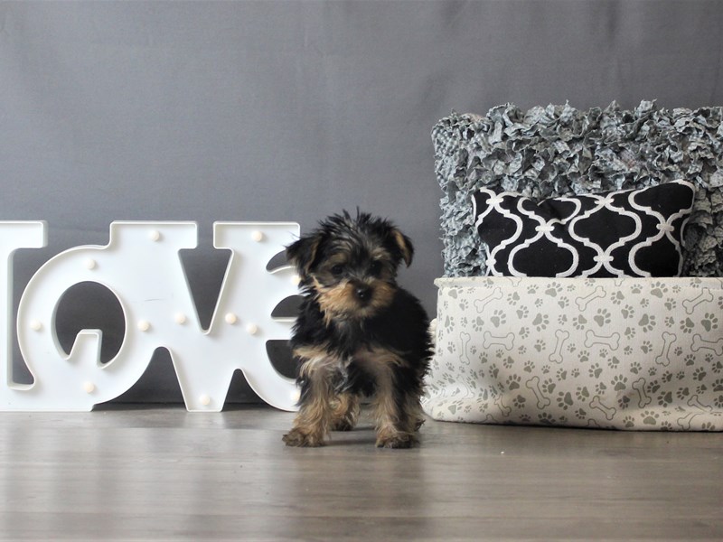 Yorkshire Terrier