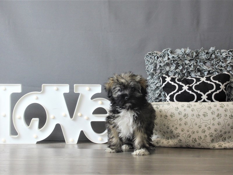 Havanese