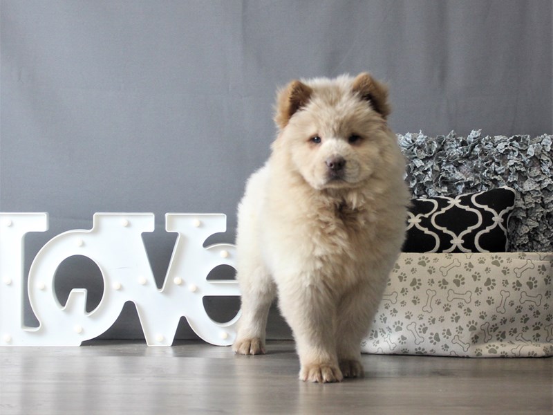 Chow Chow