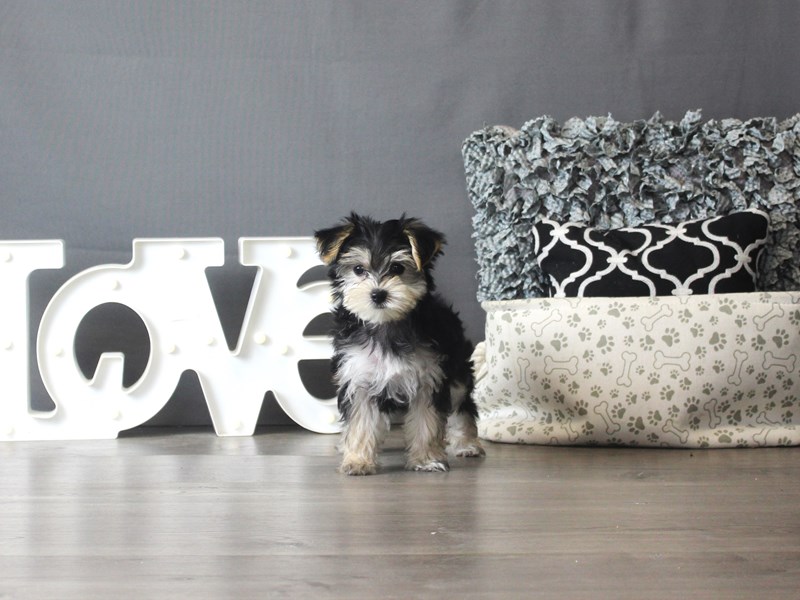 Morkie
