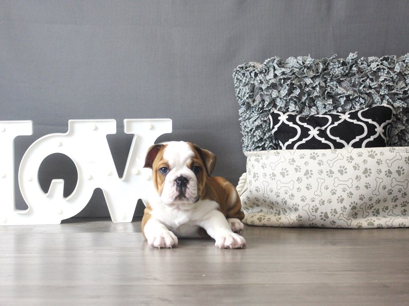 English Bulldog