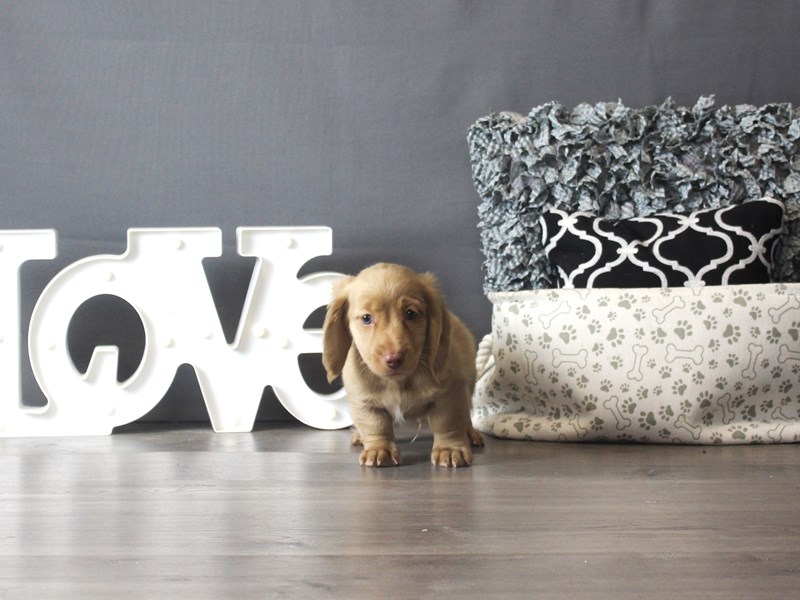 Dachshund