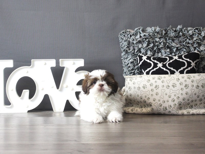 Shih Tzu