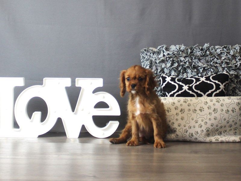 Cavalier King Charles Spaniel