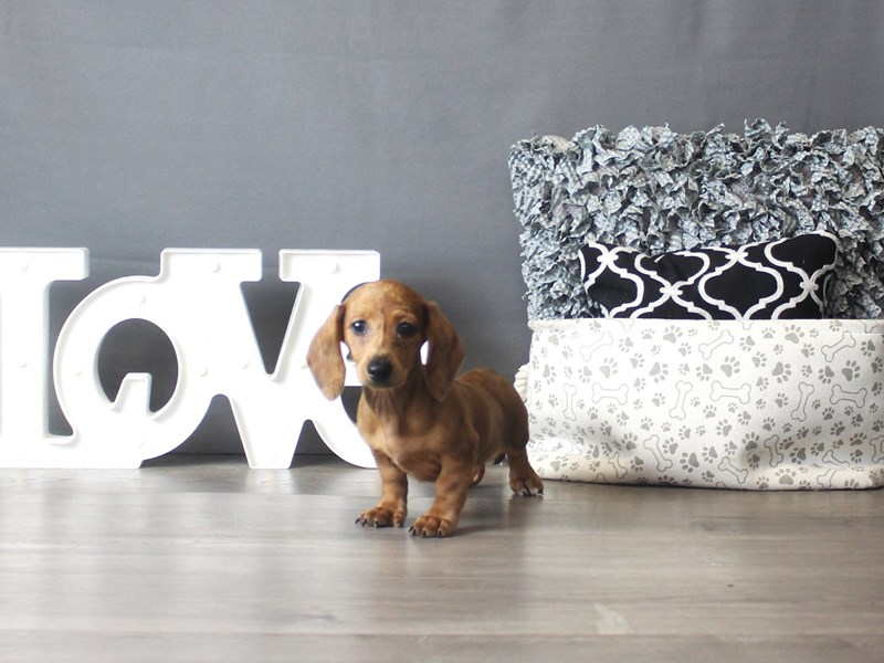 Dachshund