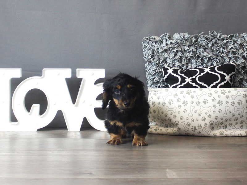 Dachshund