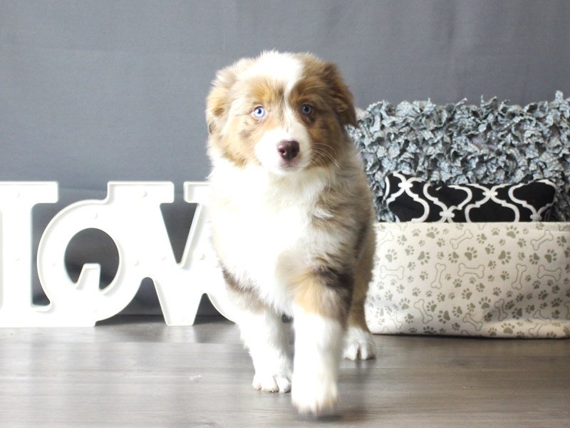 Miniature American Shepherd