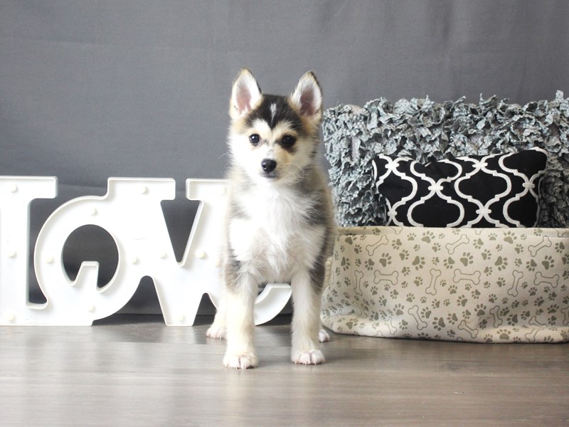 Pomsky