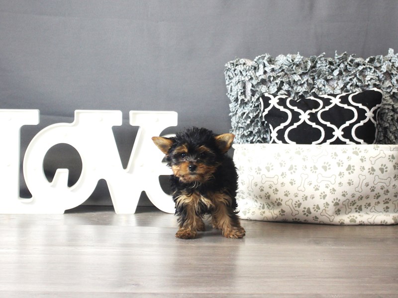 Yorkshire Terrier