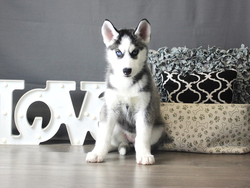Siberian Husky