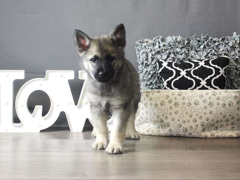 Norwegian Elkhound