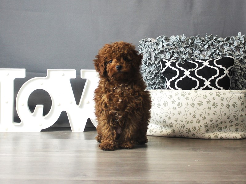 Poodle