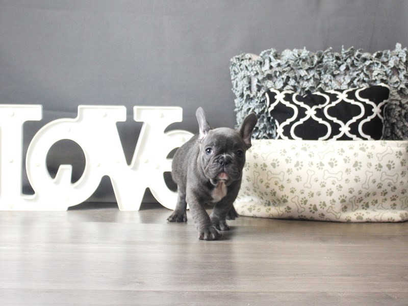 French Bulldog