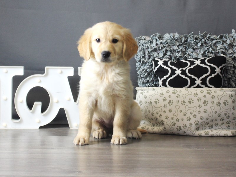 Golden Retriever