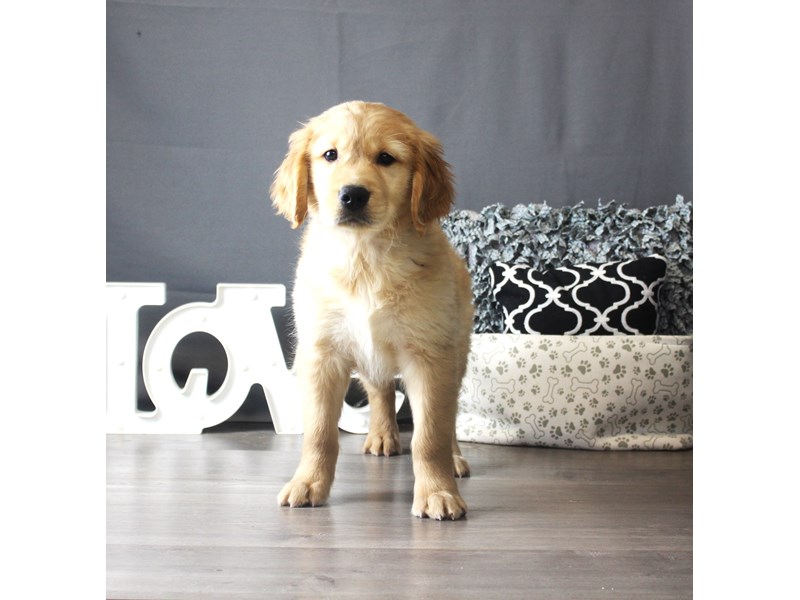 Golden Retriever