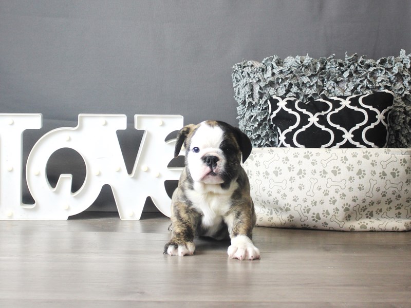 English Bulldog