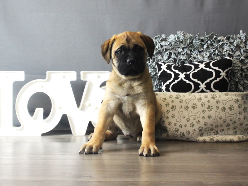 Bullmastiff