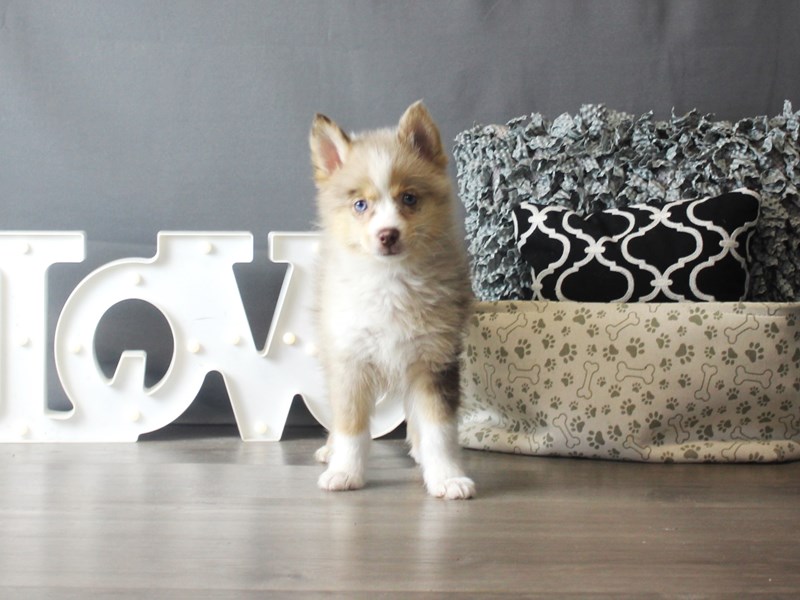 Pomsky