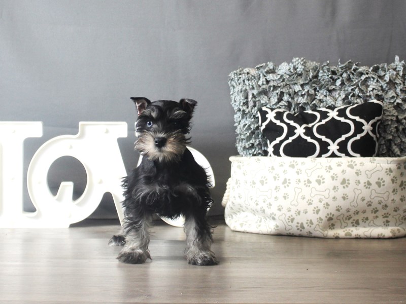 Miniature Schnauzer