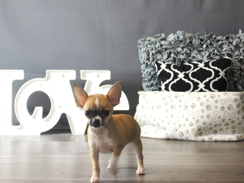 Chihuahua