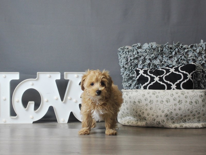 Maltipoo