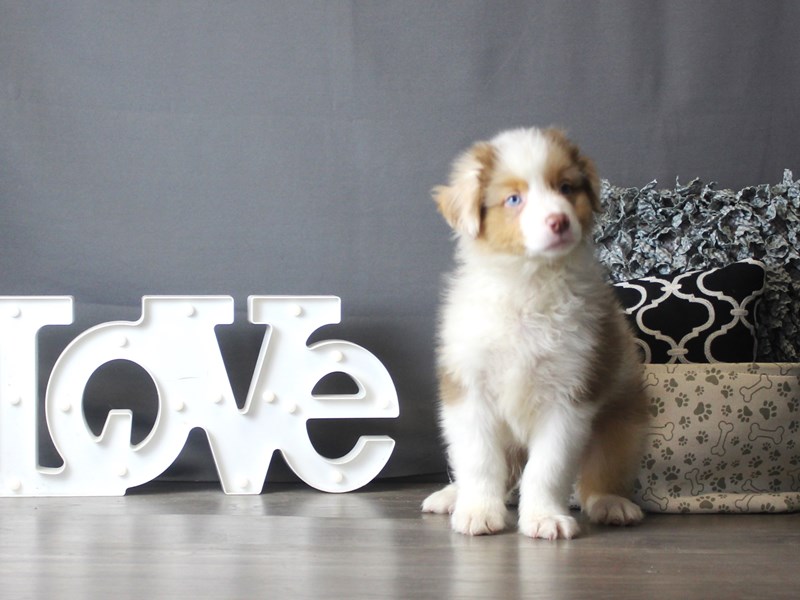 Australian Shepherd