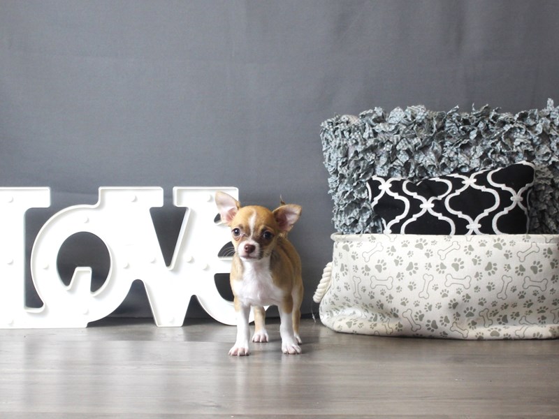 Chihuahua