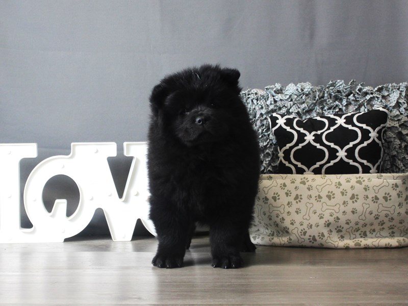 Chow Chow