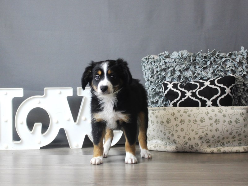 Miniature Australian Shepherd