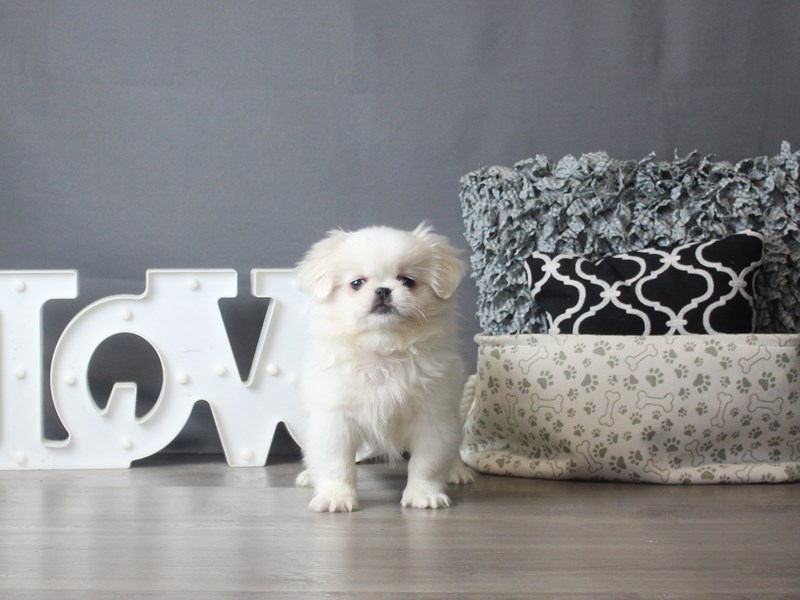 Pekingese
